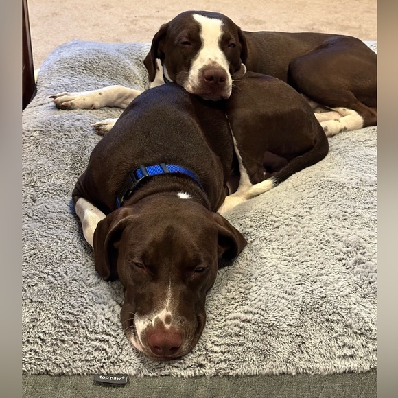 COPY - Meet your Posher, Alisa - Picture 2 of 3